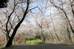 弘法山の春