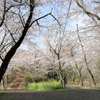 弘法山の春