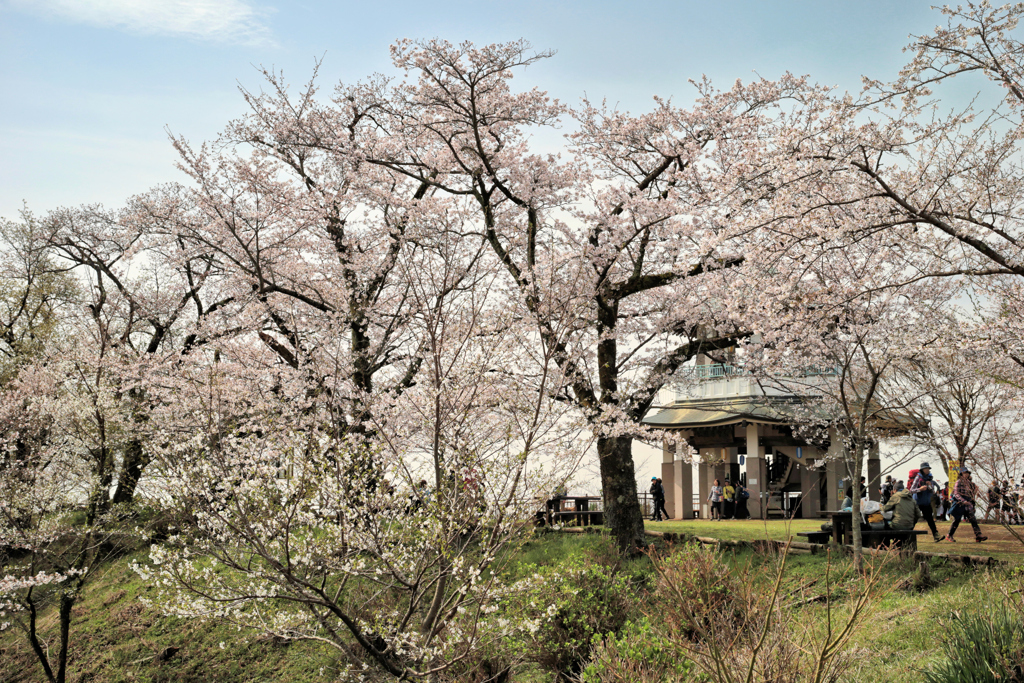 権現山の春