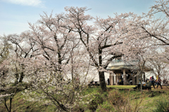 権現山の春