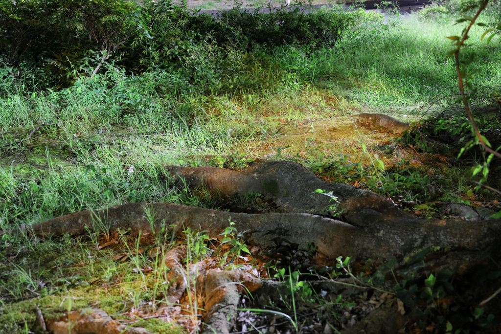 真っ暗な道ばた　左