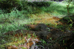 真っ暗な道ばた　左