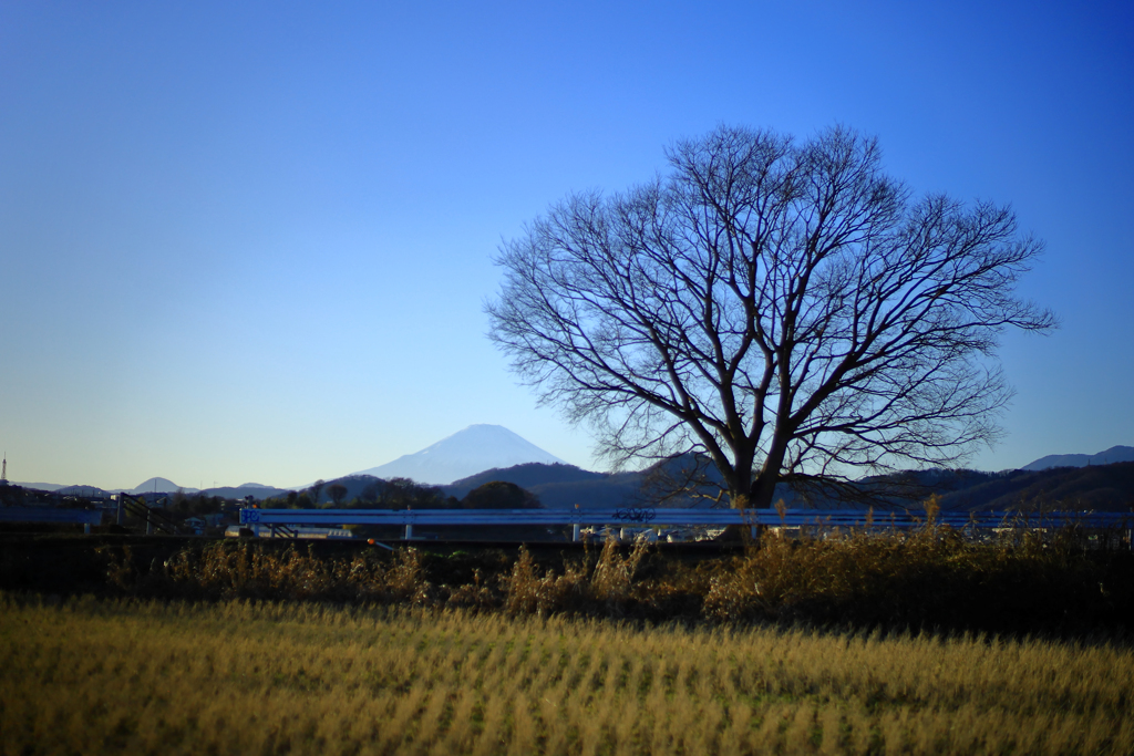 大好きな一本木