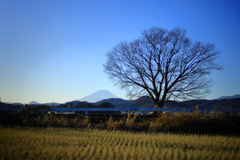 大好きな一本木