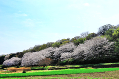 桜並木（近景）