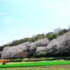 桜並木（近景）