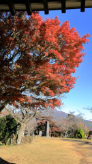 弘法山公園の紅葉