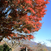 弘法山公園の紅葉