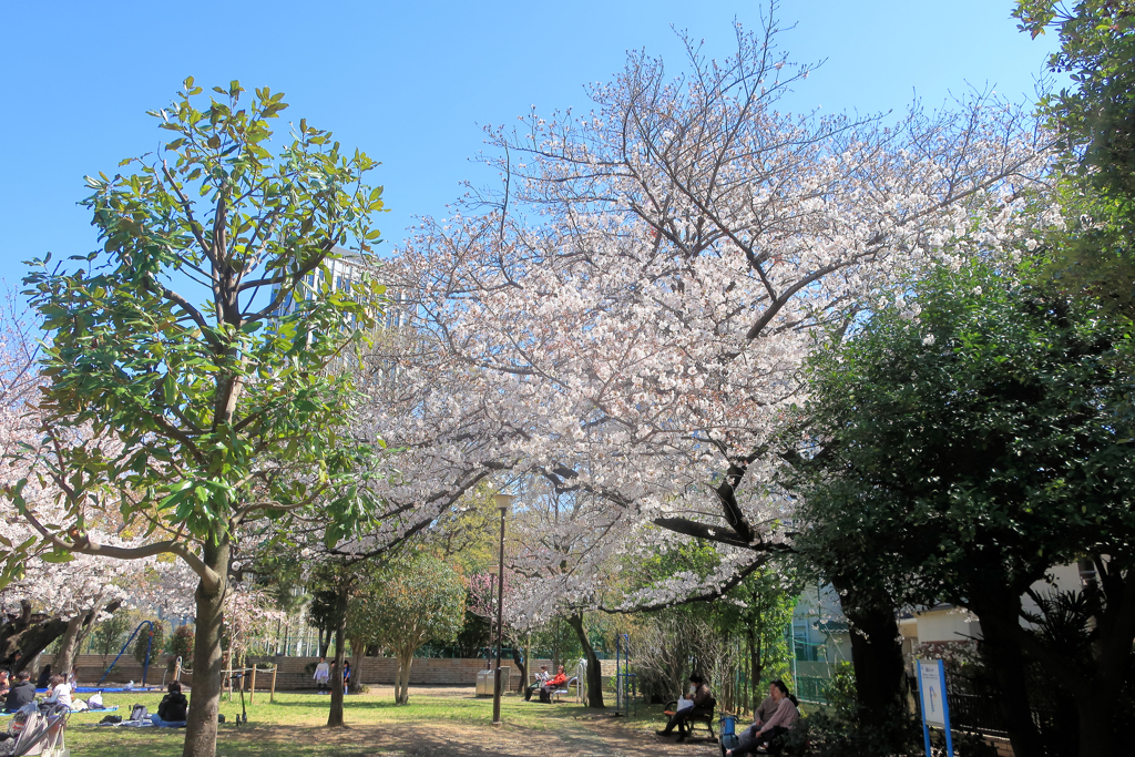 亀塚公園の桜