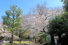 亀塚公園の桜