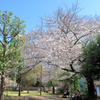亀塚公園の桜