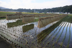 雨上がりの田んぼ