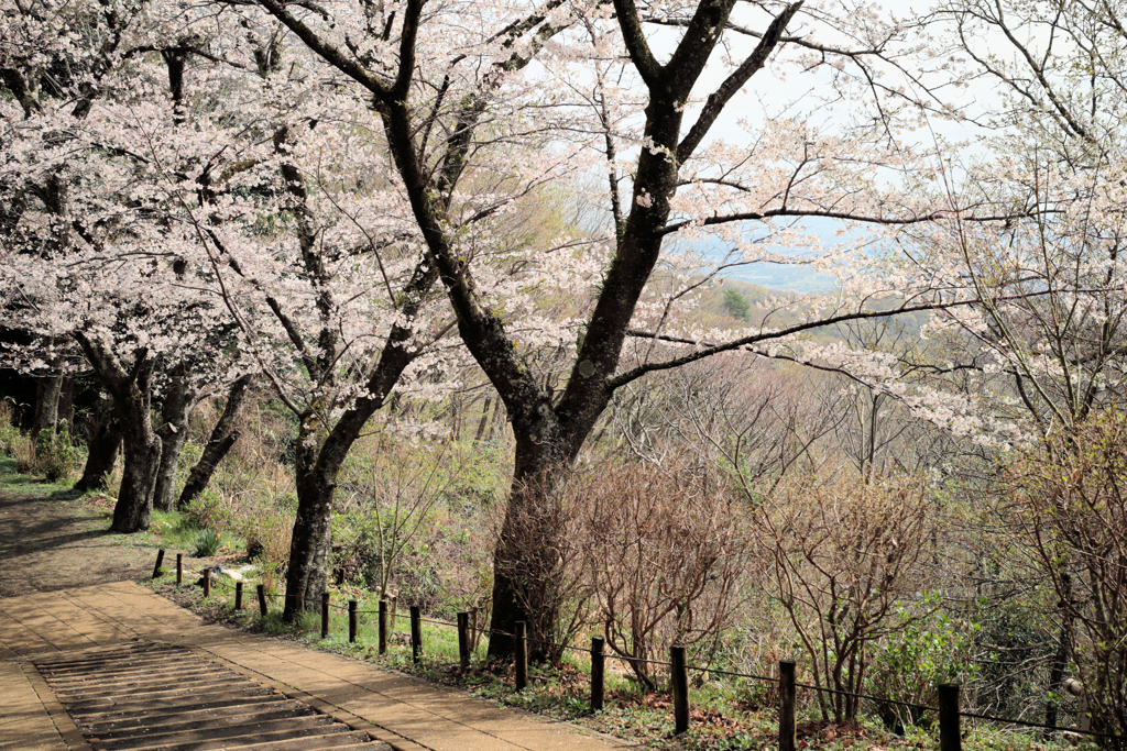 馬場道の春