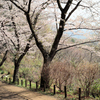 馬場道の春