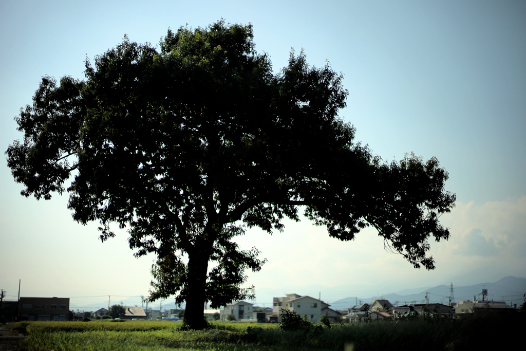黒塗りの一本木