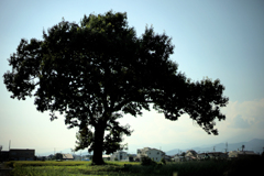 黒塗りの一本木