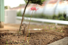 シンクロナイズ