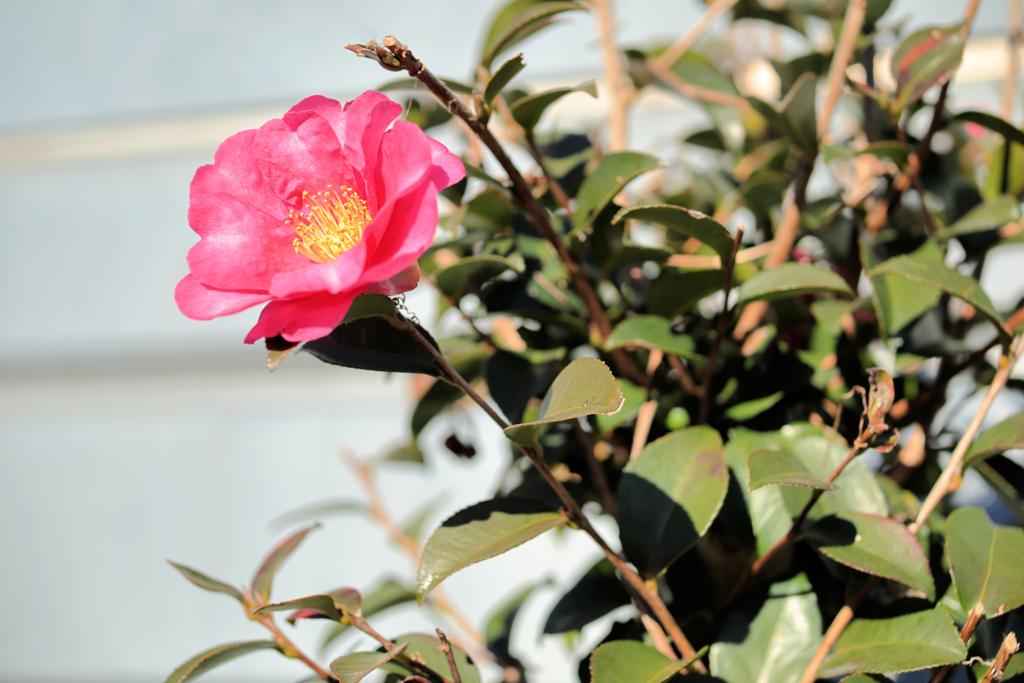 山茶花