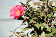 山茶花