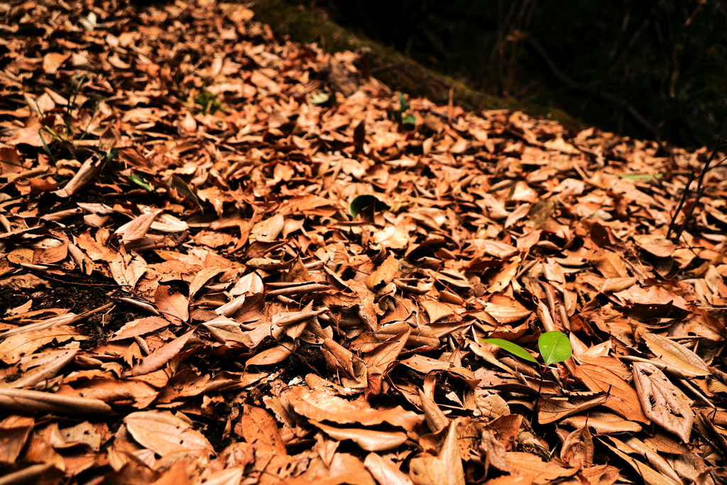 枯れ葉に若葉