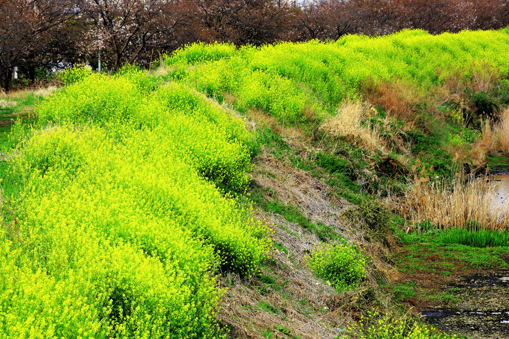 川の土手に咲く菜の花