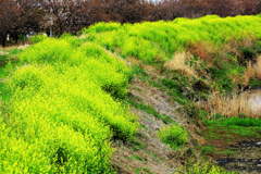 川の土手に咲く菜の花