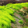 川の土手に咲く菜の花