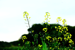 白い空と芥子菜