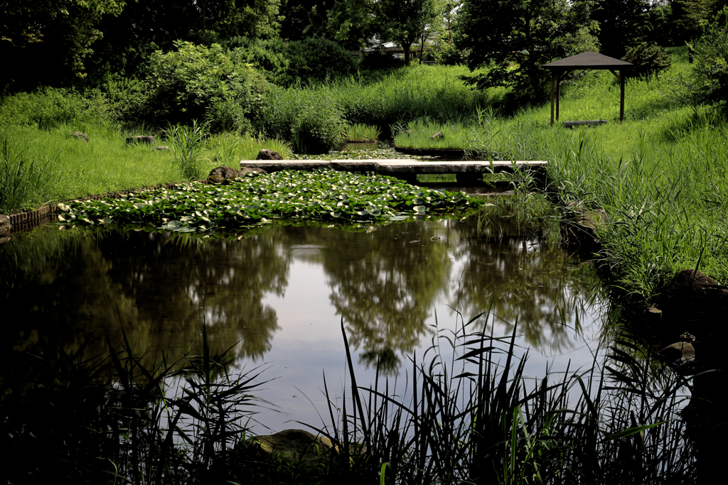蜻蛉のいる池
