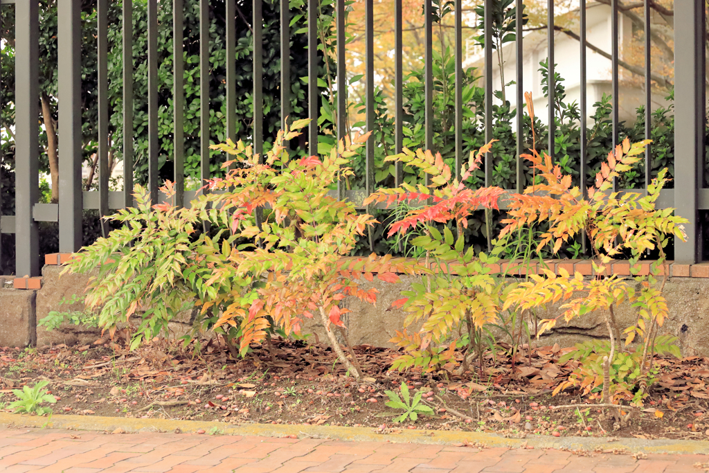 ヒイラギナンテン