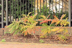 ヒイラギナンテン