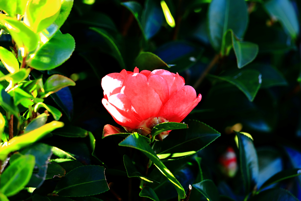 真上を向く山茶花