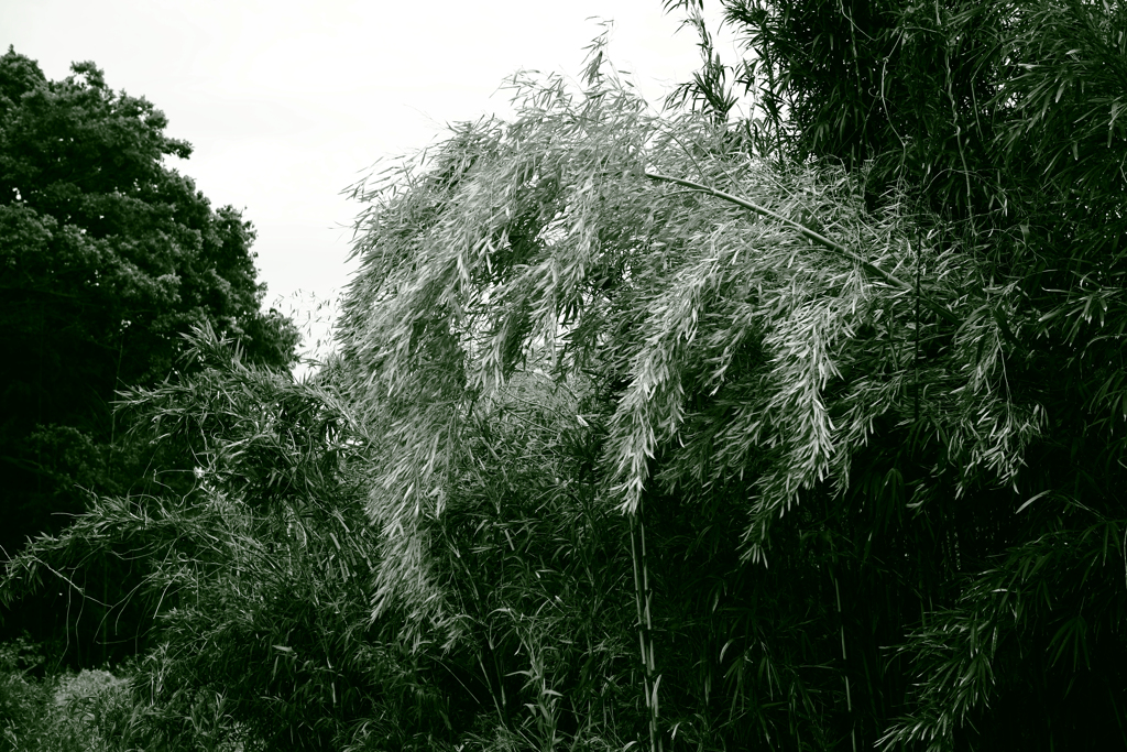 ゆらりと笹の葉