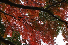 震生湖の紅葉