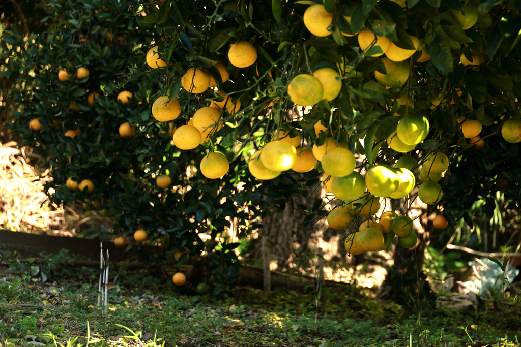 こぼれ降り出しそうなザボン