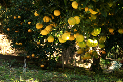 こぼれ降り出しそうなザボン