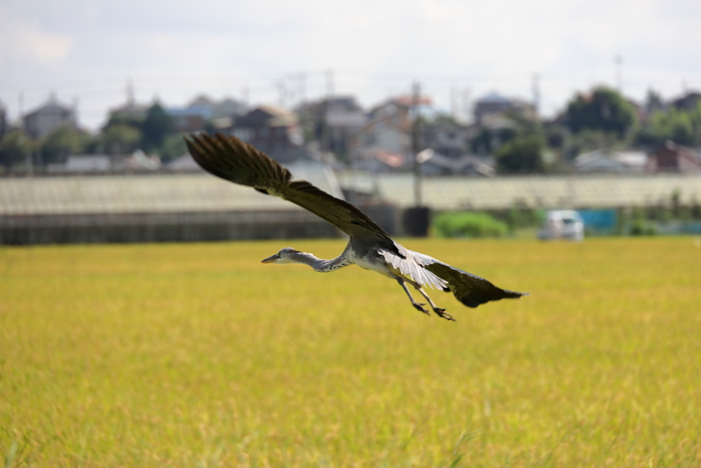 稲穂と鷺　大きく広げる翼