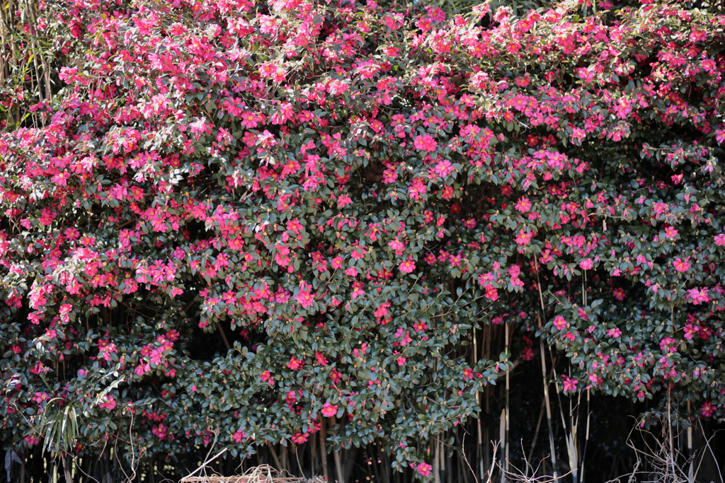 山茶花