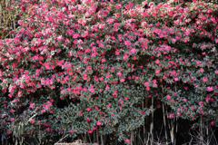 山茶花