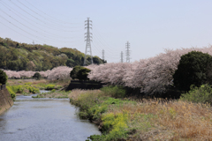 満開の引地川