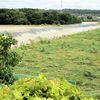 相模川　猿ヶ島の渡し