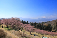 おおいゆめの里にて、大井里山花まつり