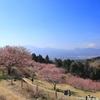 おおいゆめの里にて、大井里山花まつり
