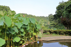 遅れてきた一輪