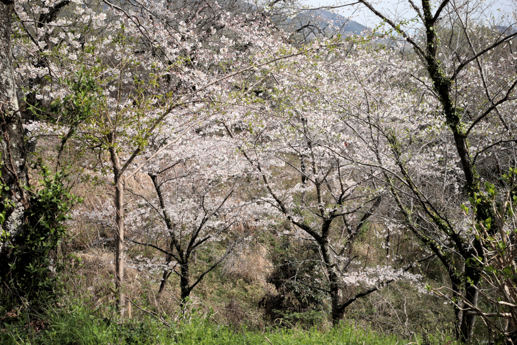 権現山の春
