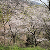 権現山の春
