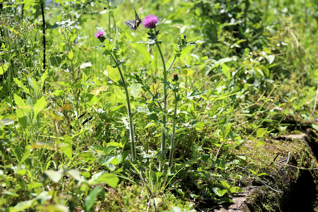 アザミにきた蝶