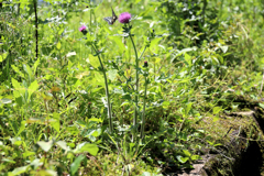 アザミにきた蝶