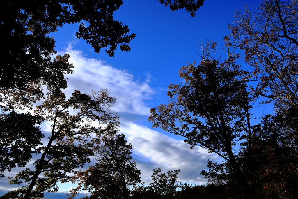 木々の合間を見上げて