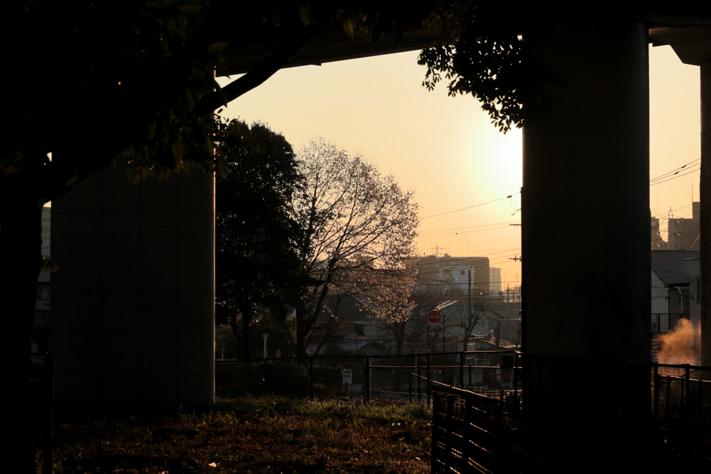 朝日と木蓮